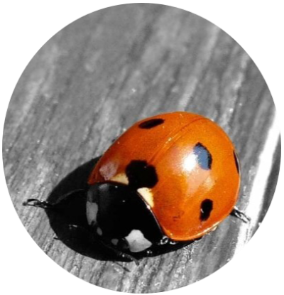 Photograph of a ladybug